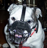 British Bulldog Basket Muzzle - Cage Wire Dog Muzzle For British Bulldog British Bulldog Basket Muzzle - Cage Wire Dog Muzzle For British Bulldog