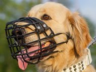 Golden store retriever muzzle