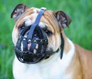 Dog Muzzle Stress Free For British Bulldog Dog Muzzle Stress Free For British Bulldog