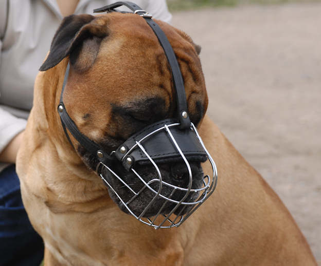 Best dog muzzle to hotsell stop biting