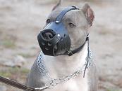 New Zealand Leather Dog Muzzle For PitBull New Zealand Leather Dog Muzzle For PitBull