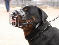 Rottweiler Basket Muzzle - Cage Wire Dog Muzzle For Rottweiler Rottweiler Basket Muzzle - Cage Wire Dog Muzzle For Rottweiler